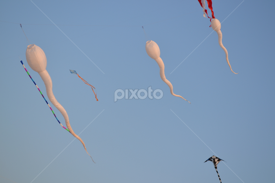 sperm.png