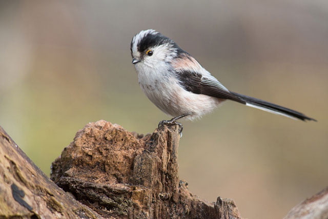 long-tailed-tit-2-148570548.jpg