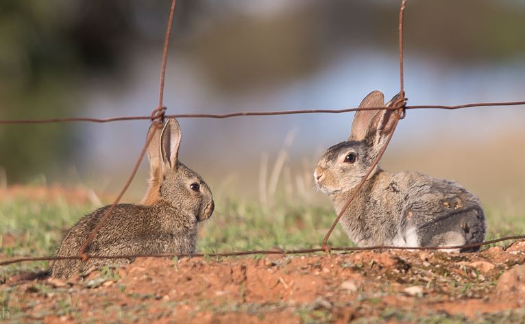 rabbits.JPG