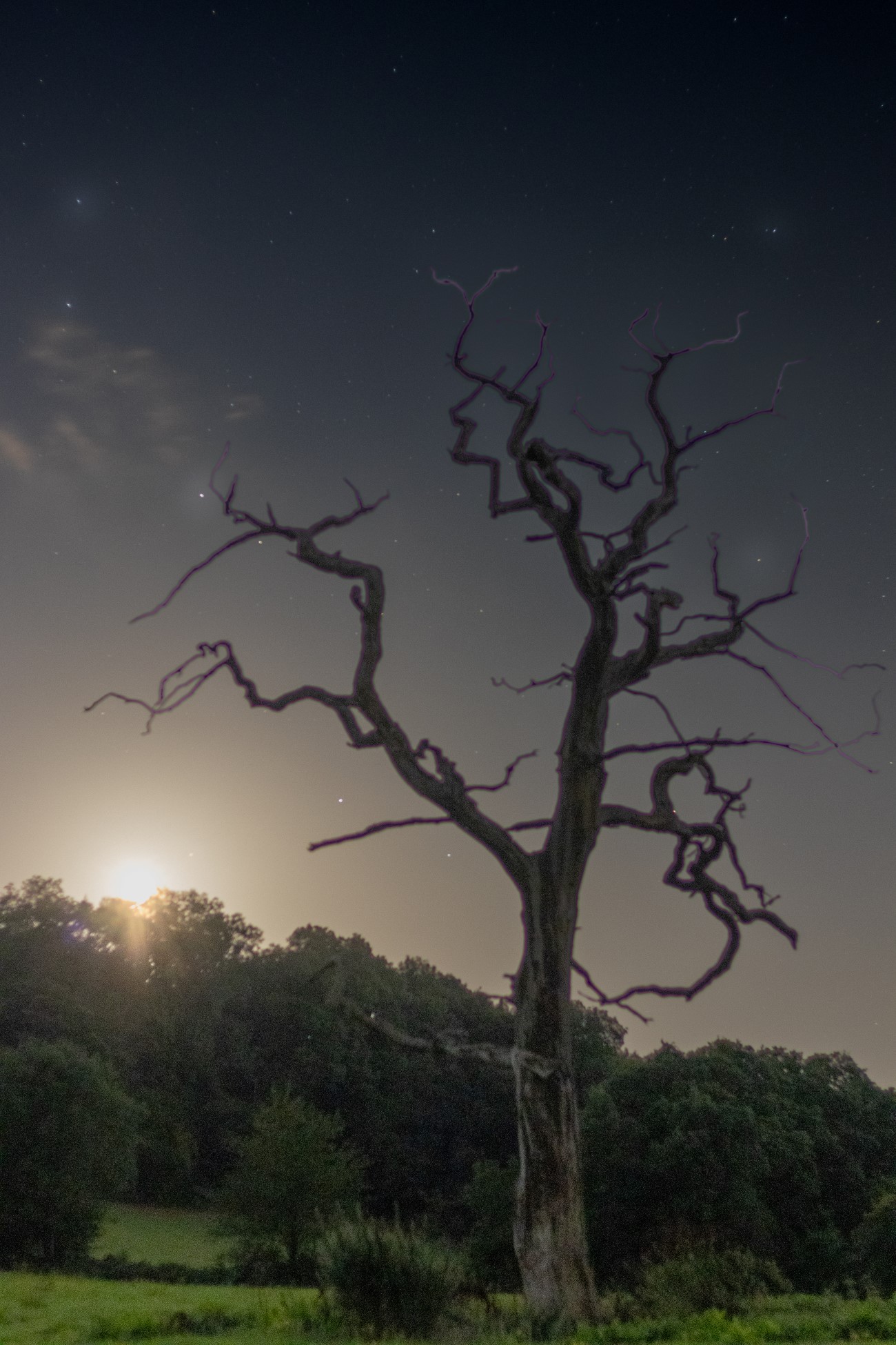 Moonlit dead tree compressed.JPG